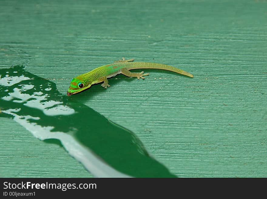 A baby gecko drinking from the table at a restaurant in Hawaii. A baby gecko drinking from the table at a restaurant in Hawaii