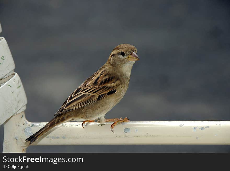 A brown sparrow captured in morning light