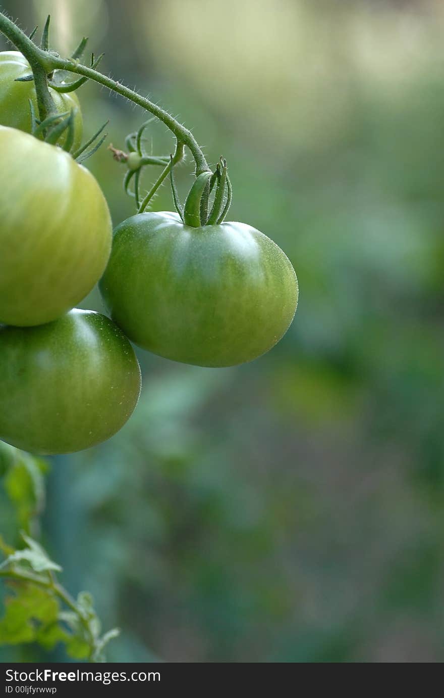 Close up of green tomatoes