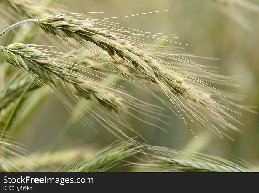 Ears of rye in a farm field closeup