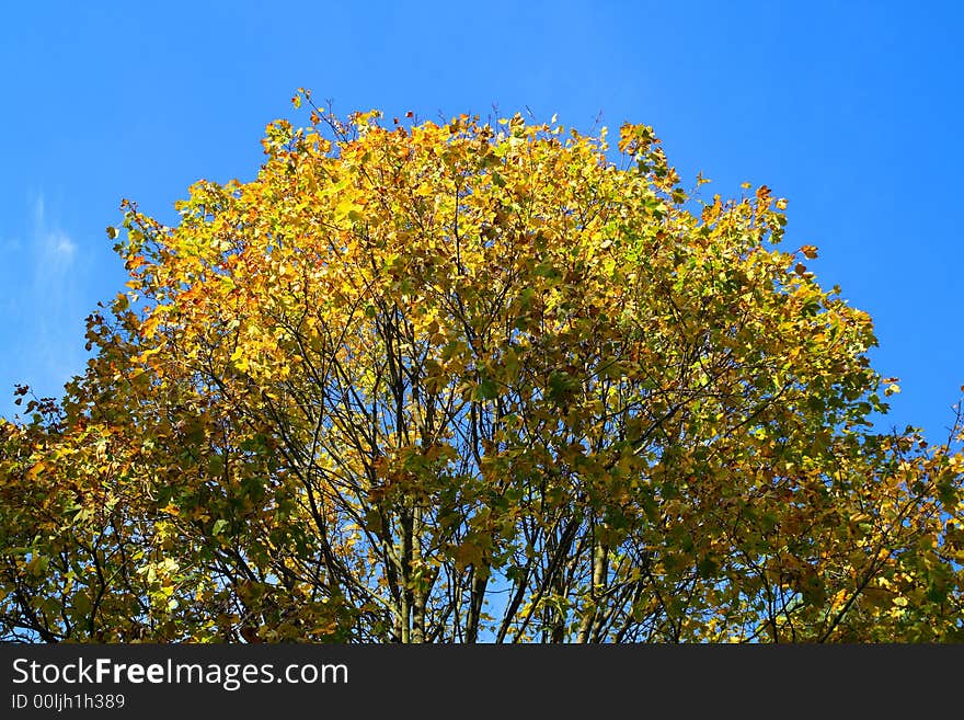 Classic autumn yellow foliage scene