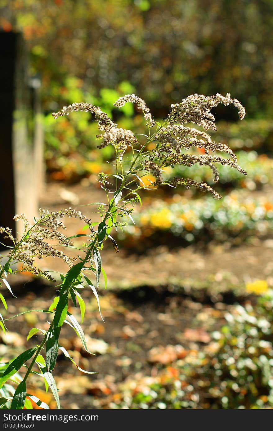 Dry downy twig with green leaves