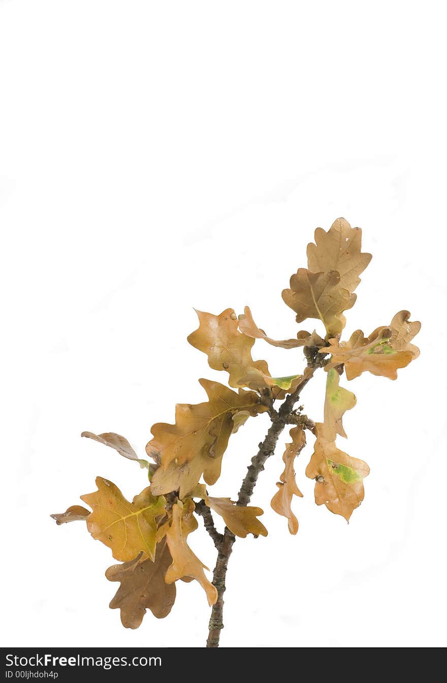 Gold and green autumn leaf on white background