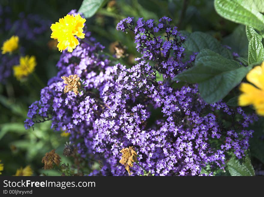 Bouquet of mauve flowers in queen elizabeth park. Bouquet of mauve flowers in queen elizabeth park