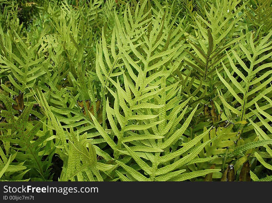 Tropical Leaves