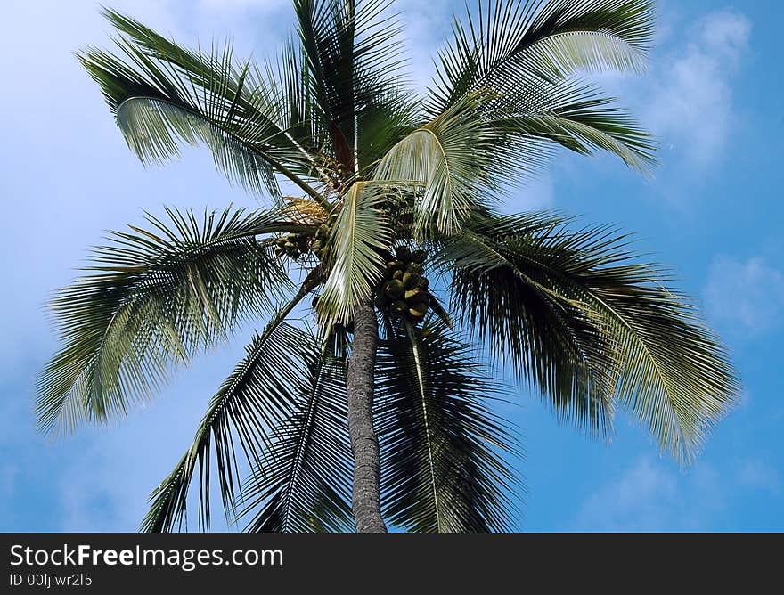 Coconut Palm Tree