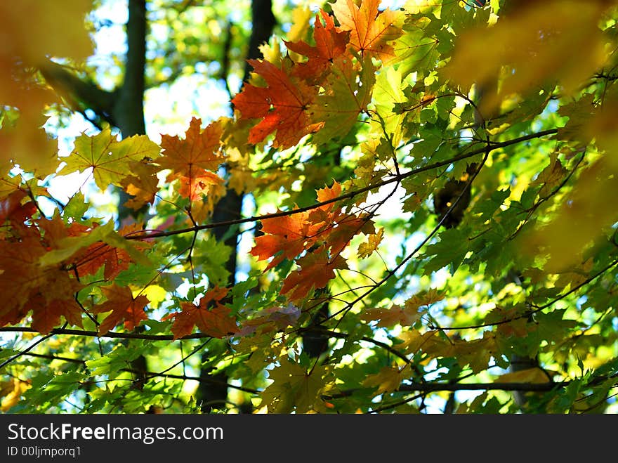 Autumn Fall Maple Leaves