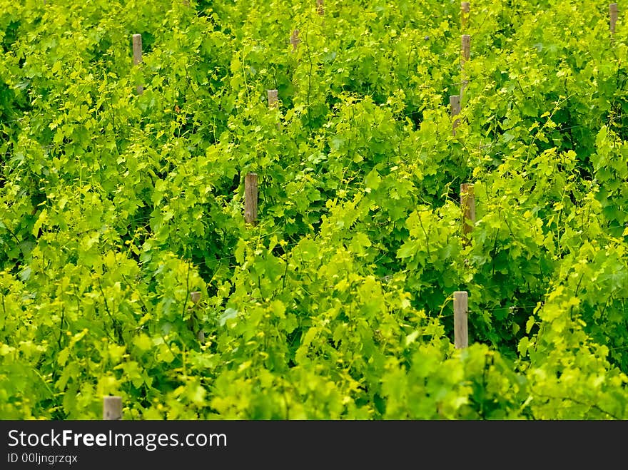 Vineyard in the Chianti area in Italy. Vineyard in the Chianti area in Italy