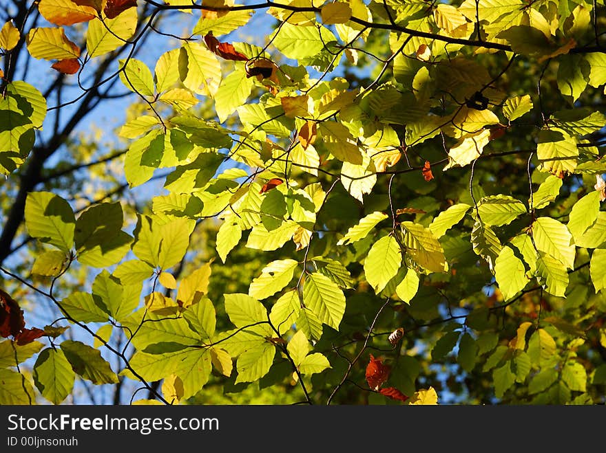 A bunch of fall leaves. A bunch of fall leaves