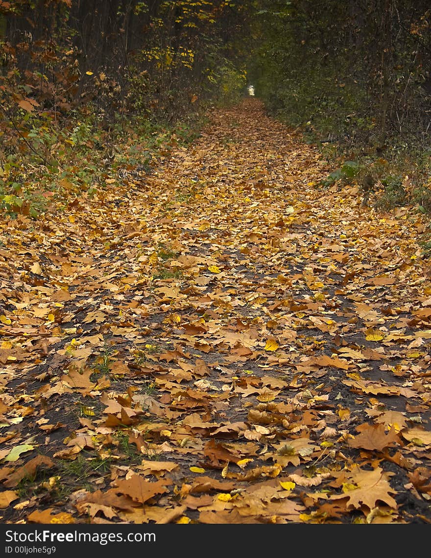 A view of a walking path in the fall. A view of a walking path in the fall.