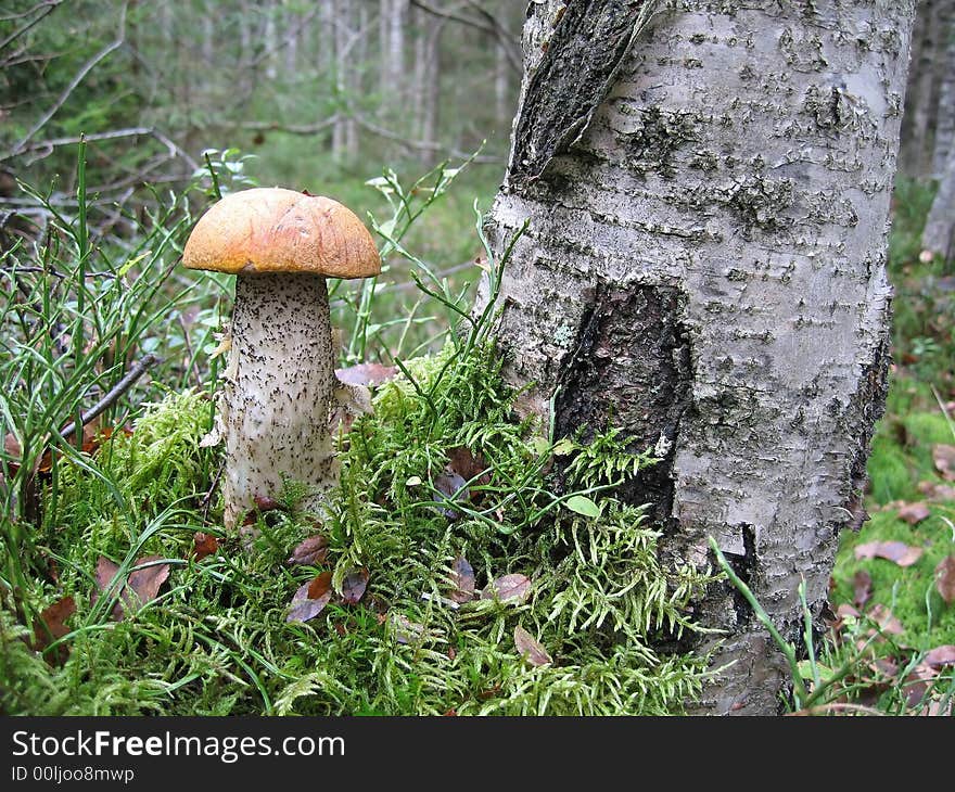 Orange-cap boletus in green moss near a birch