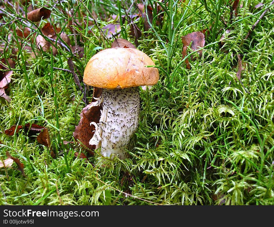 Orange-cap boletus in green moss near a birch