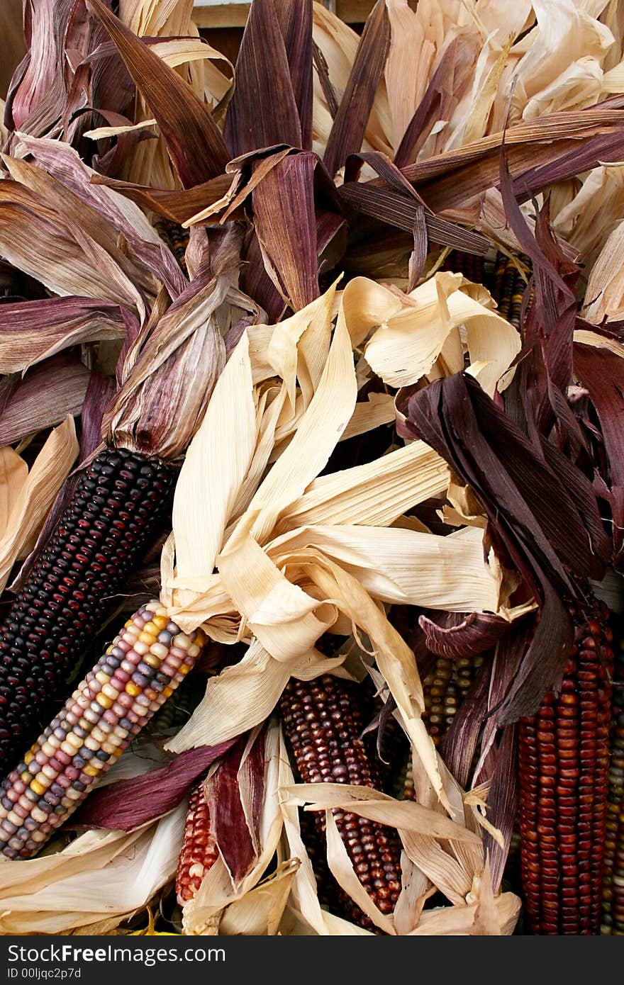 Colorful Indian corn shown in a pile, with husks. Colorful Indian corn shown in a pile, with husks.