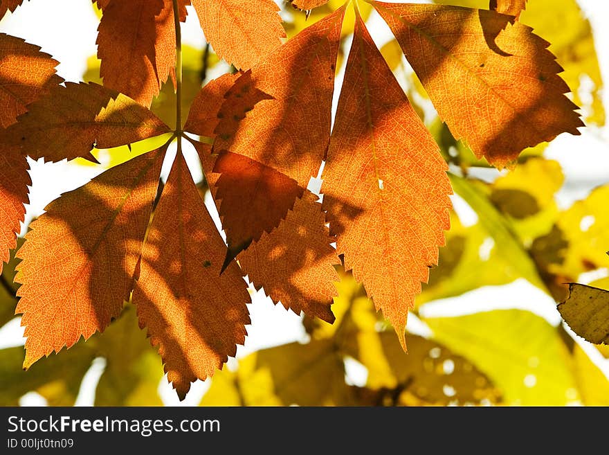 Close-up of leaves hanging on a tree. Close-up of leaves hanging on a tree