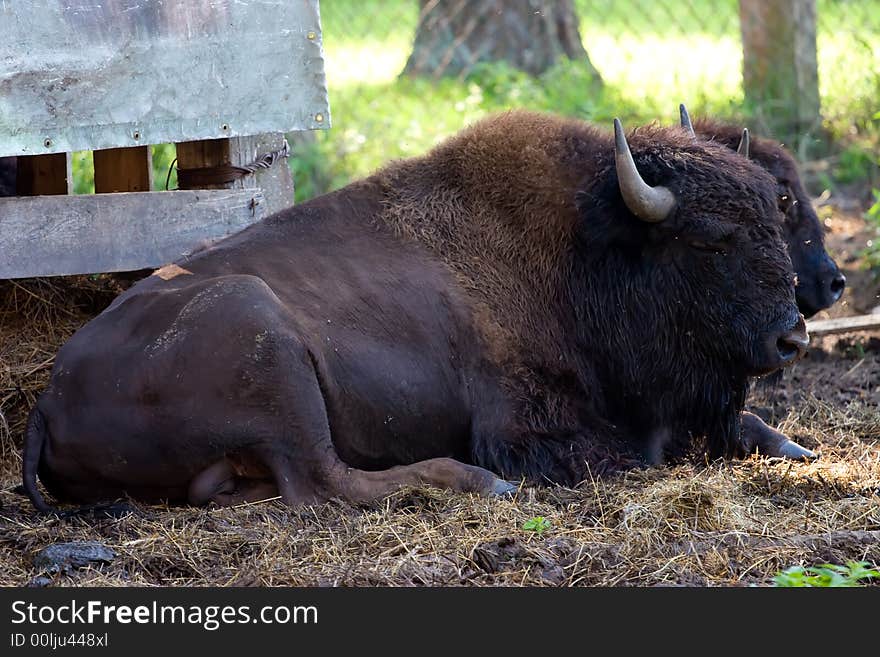 Bison big brown in the wild