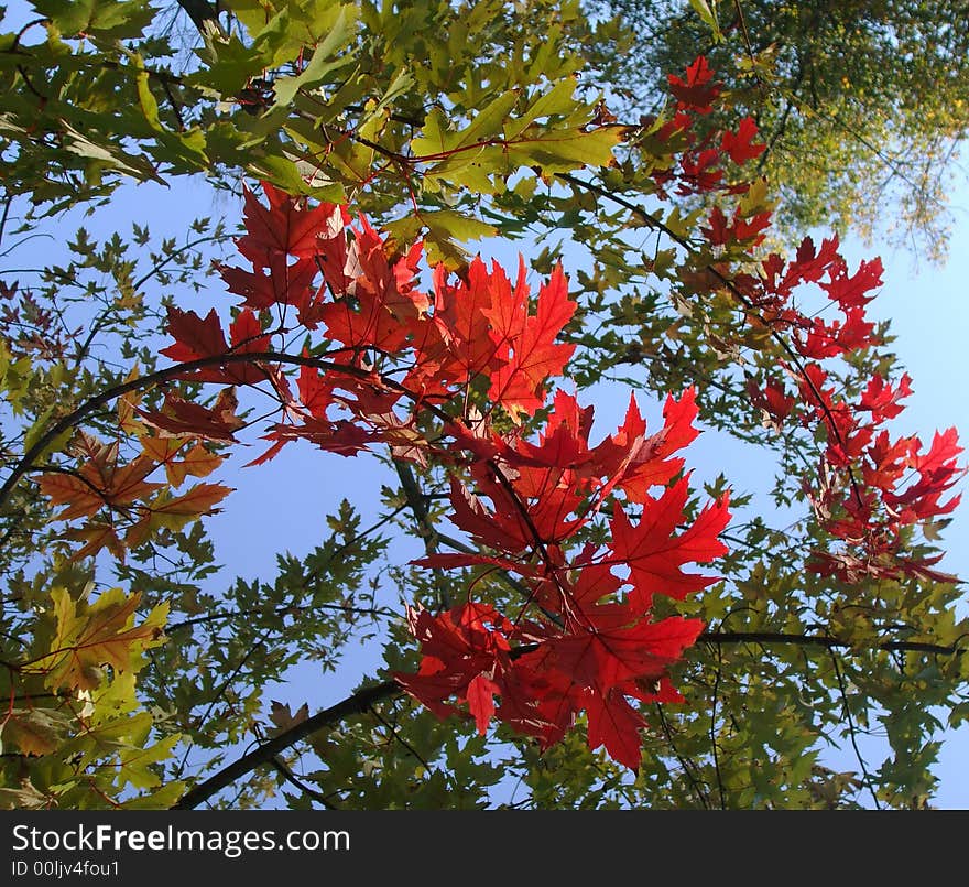 Red Leaves in Autumn