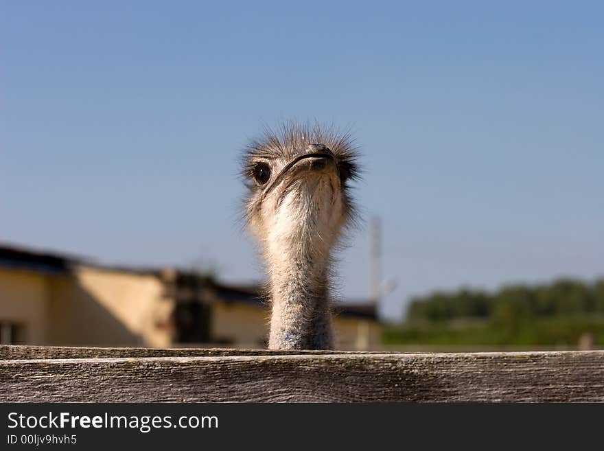 Head of an ostrich on a long neck