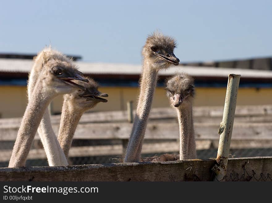 Head of an ostrich on a long neck