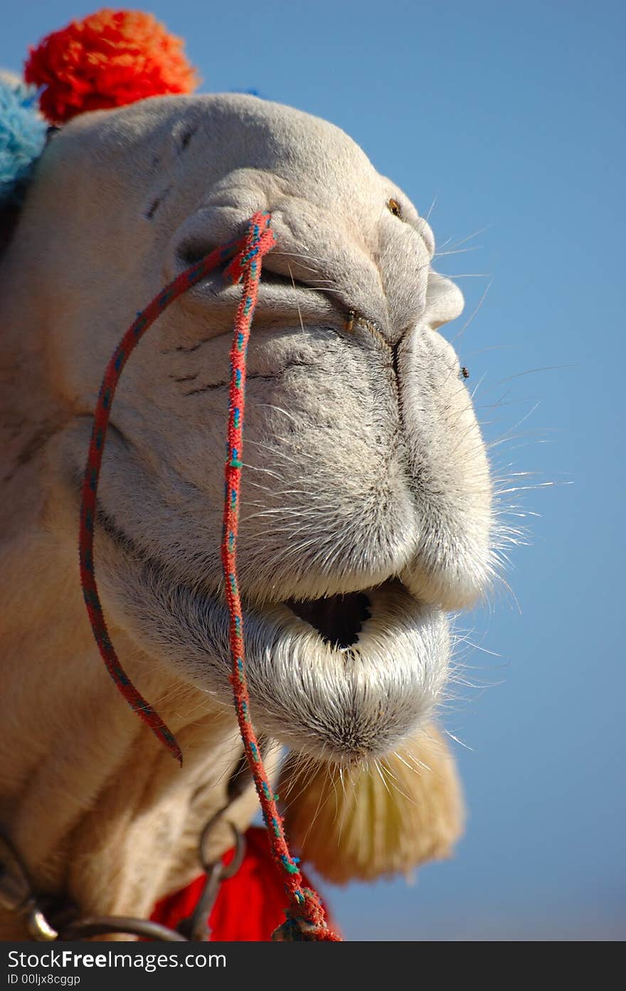 Camel at sunset in Egypt. Camel at sunset in Egypt