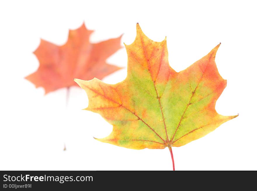 Two maple leaves, sharp and the blurred one. Two maple leaves, sharp and the blurred one