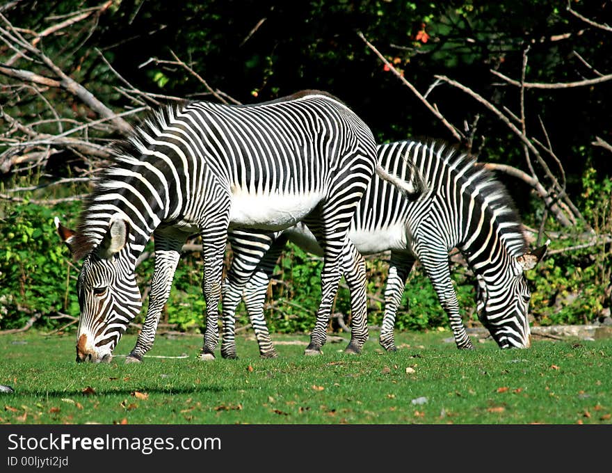 The zebras in a zoo