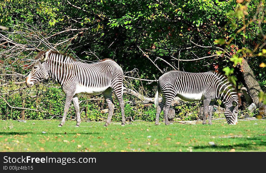 The zebras in a zoo