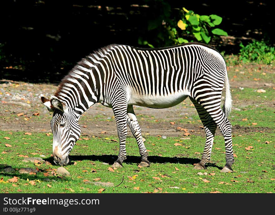 The zebra in a zoo. The zebra in a zoo