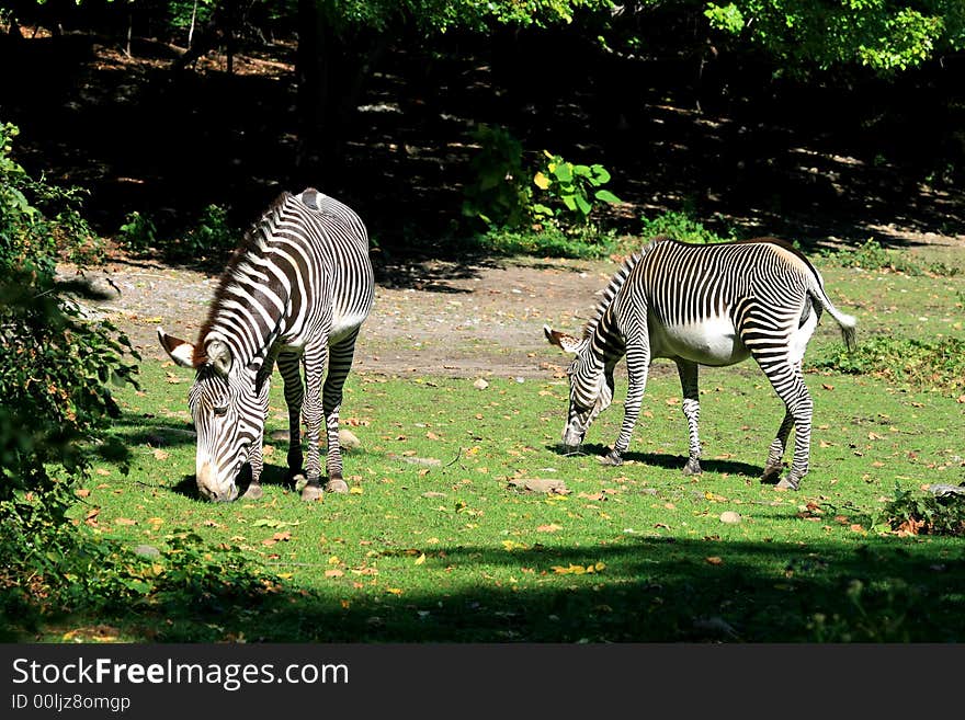 The zebras in a zoo