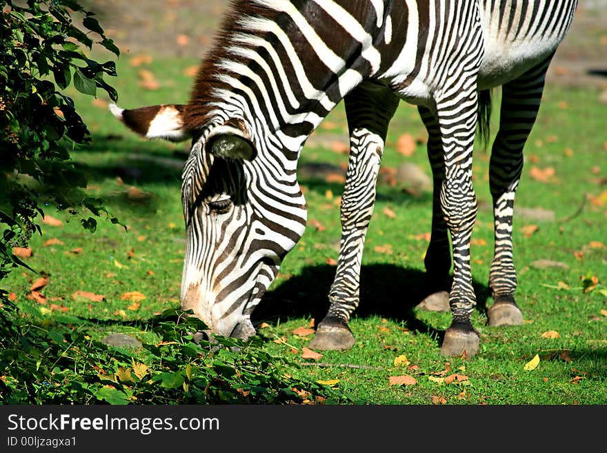 The zebra in a zoo. The zebra in a zoo