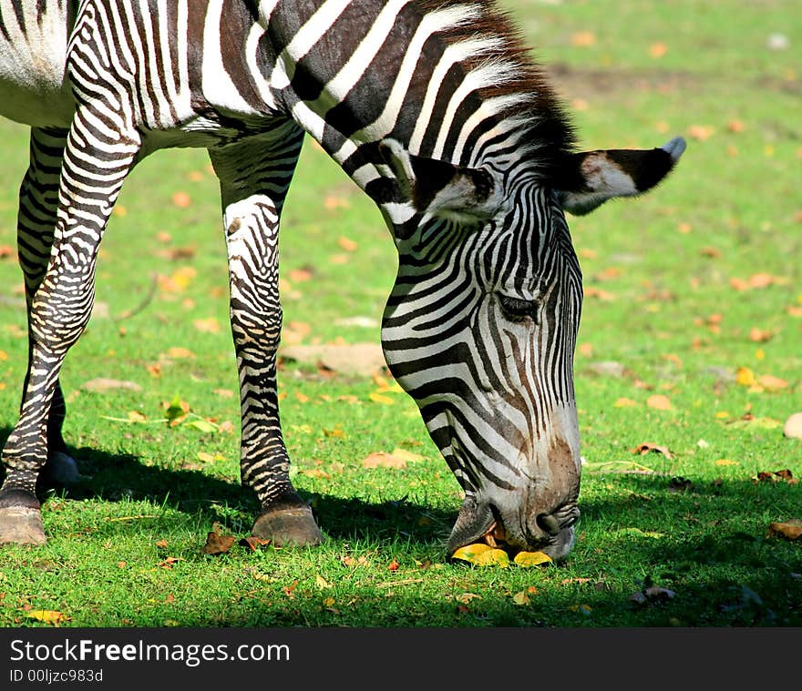 The zebra in a zoo. The zebra in a zoo