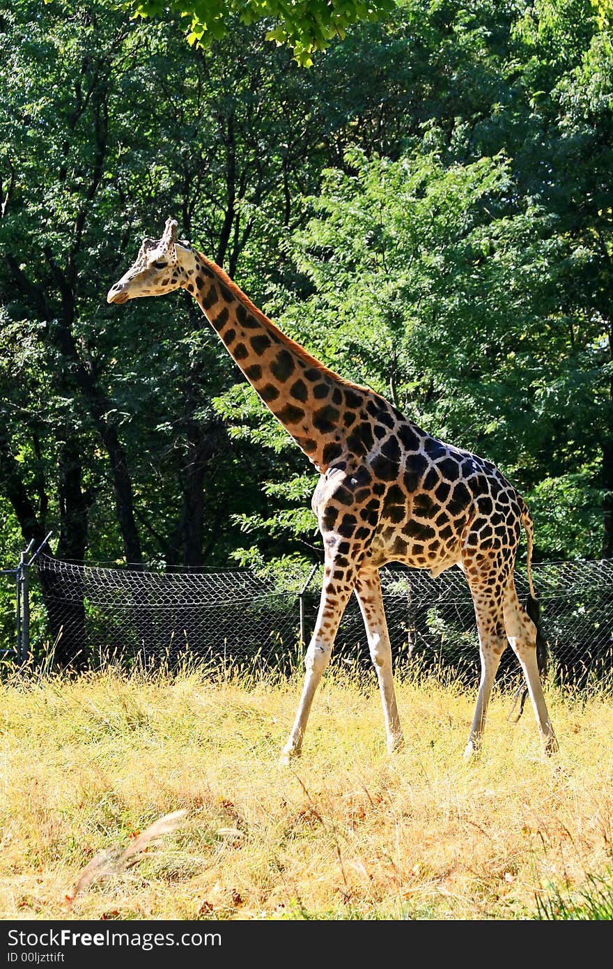 A Giraffe in a zoo