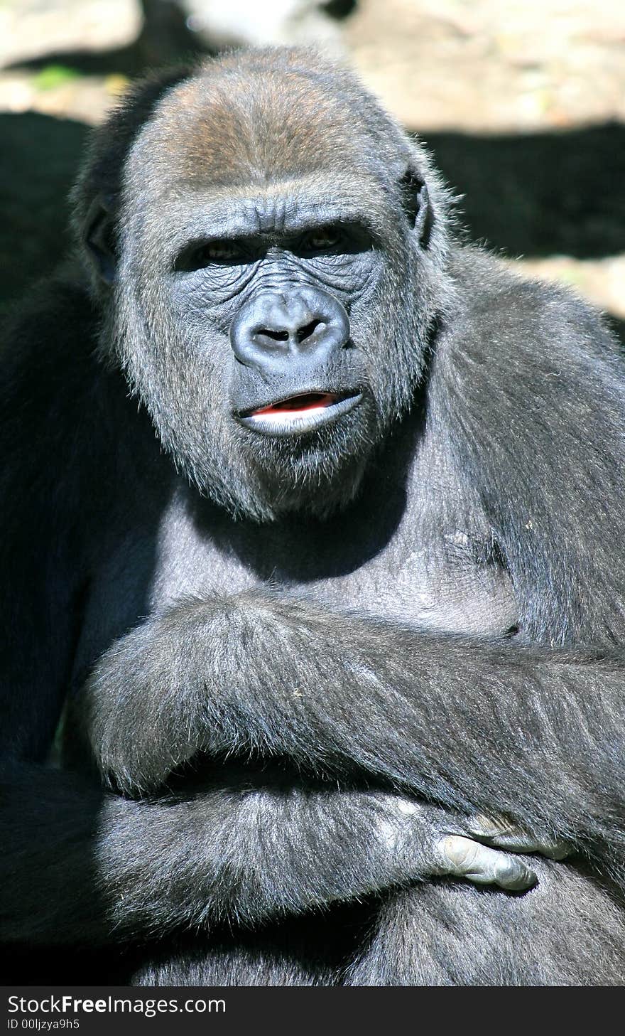 Gorilla