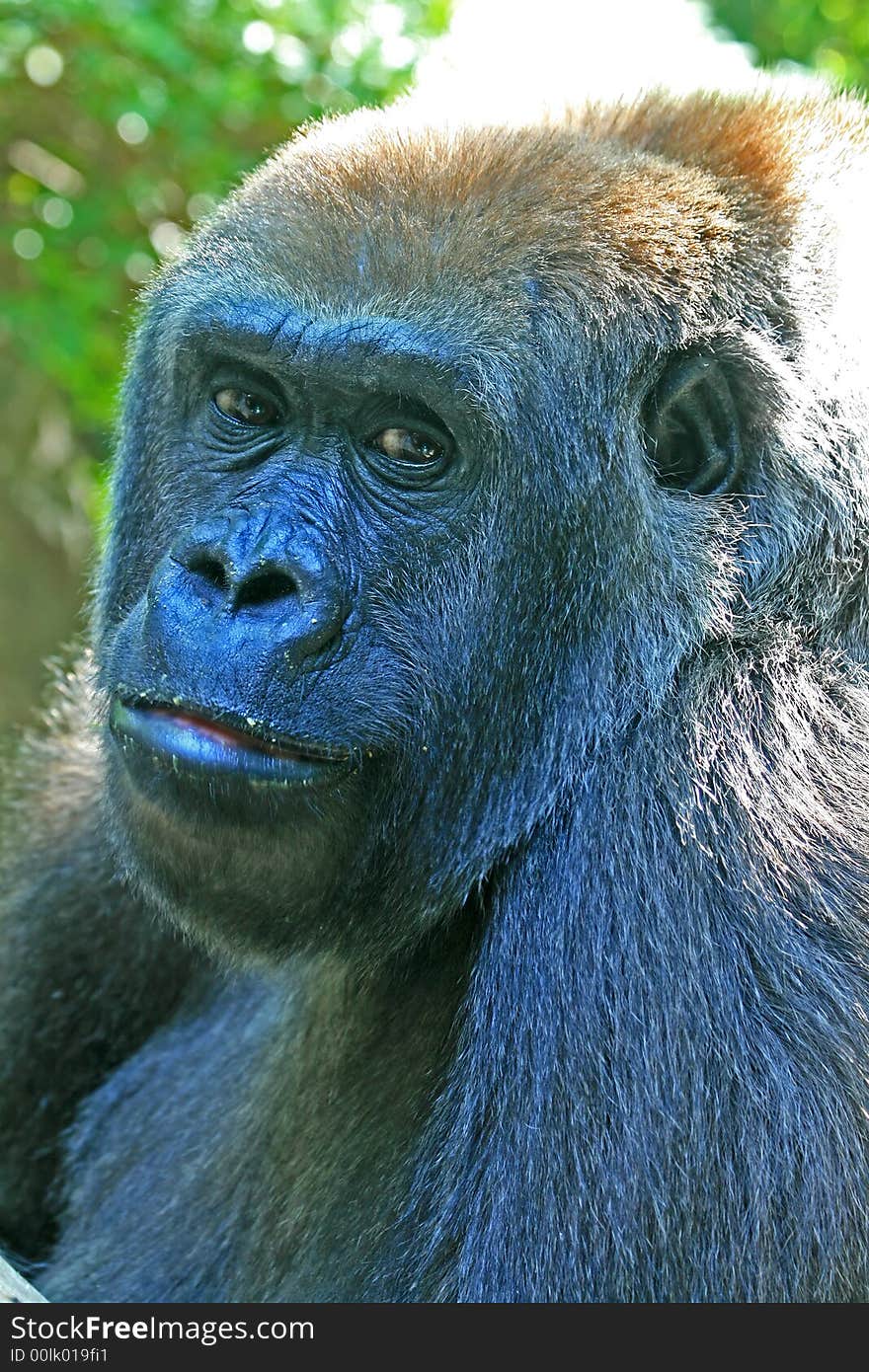 Gorilla