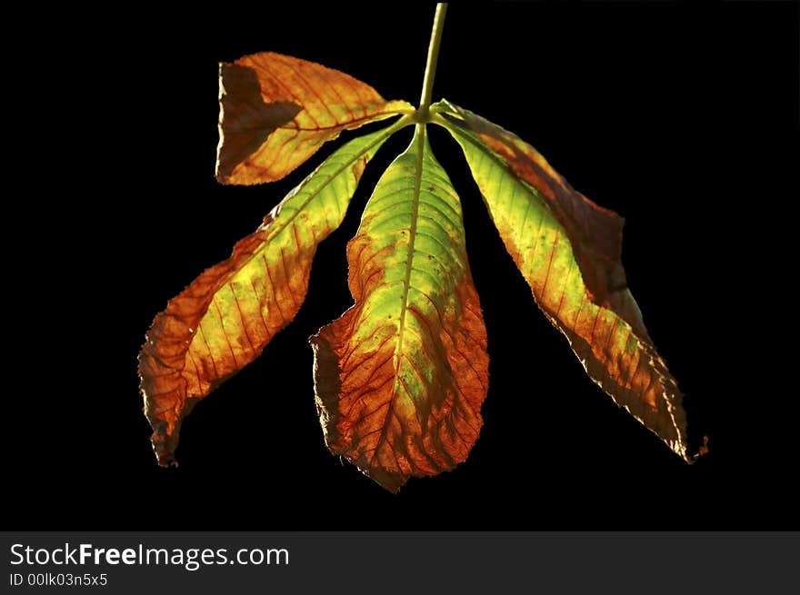 Close up of a branch of colorful leaves on black background.