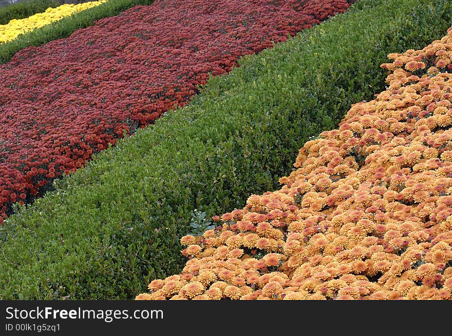 Colorful rows of fall flowers. Colorful rows of fall flowers.