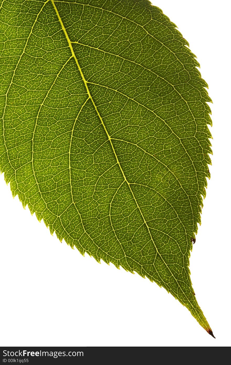 Close up of a single green leaf with detailed texture pattern on white background. Close up of a single green leaf with detailed texture pattern on white background