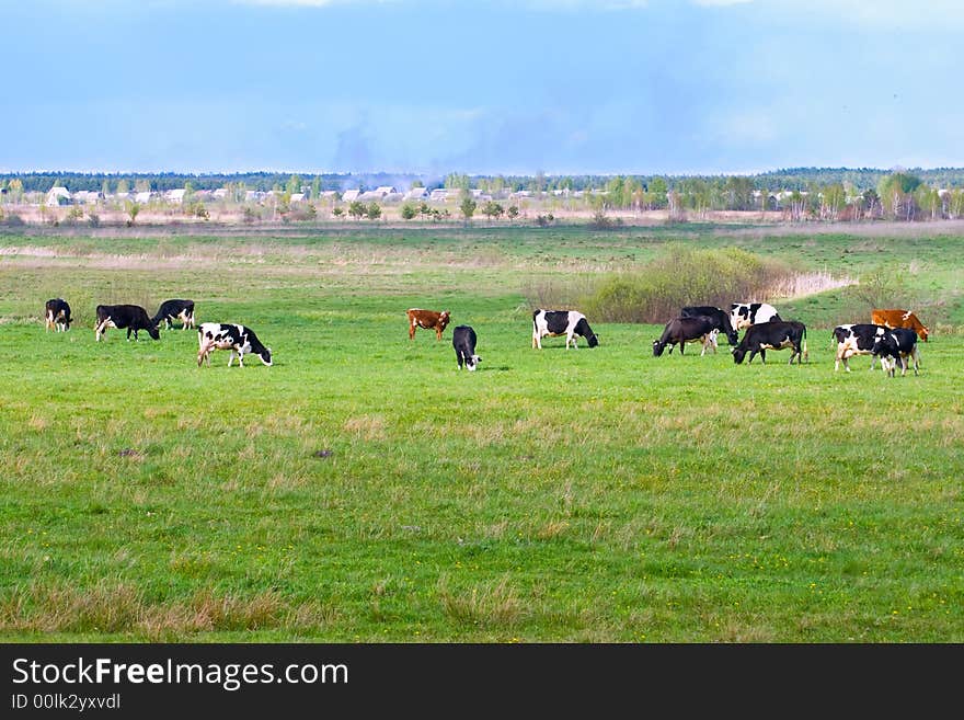 Landscape with cows