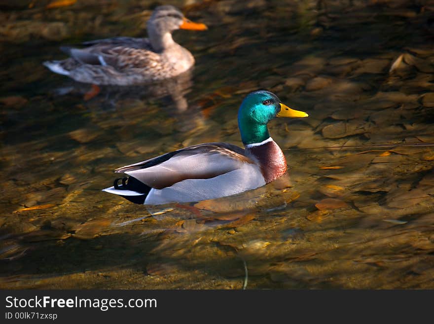 Male and Female Mallard in Fal