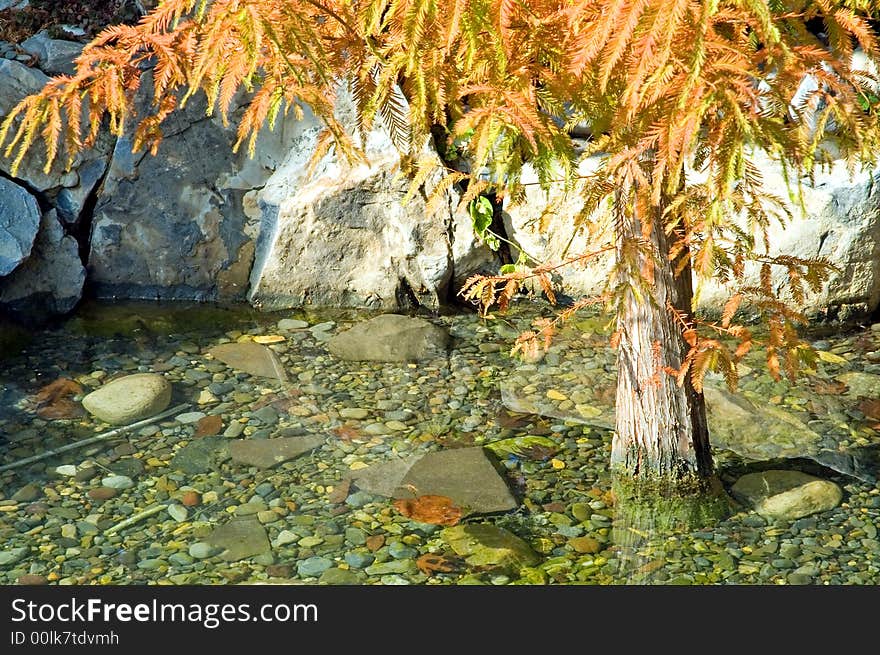 A view of a small tree with colorful early fall foliage, growing in a shallow pool of water with a rock-strewn bottom. A view of a small tree with colorful early fall foliage, growing in a shallow pool of water with a rock-strewn bottom.