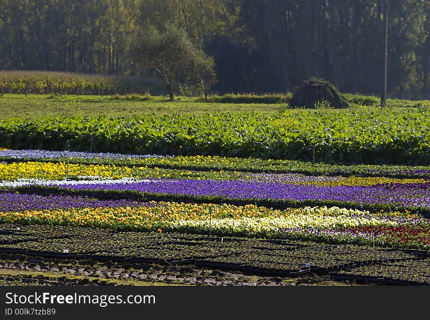 Colorful field of different flowers on a bright sunny day. Colorful field of different flowers on a bright sunny day.