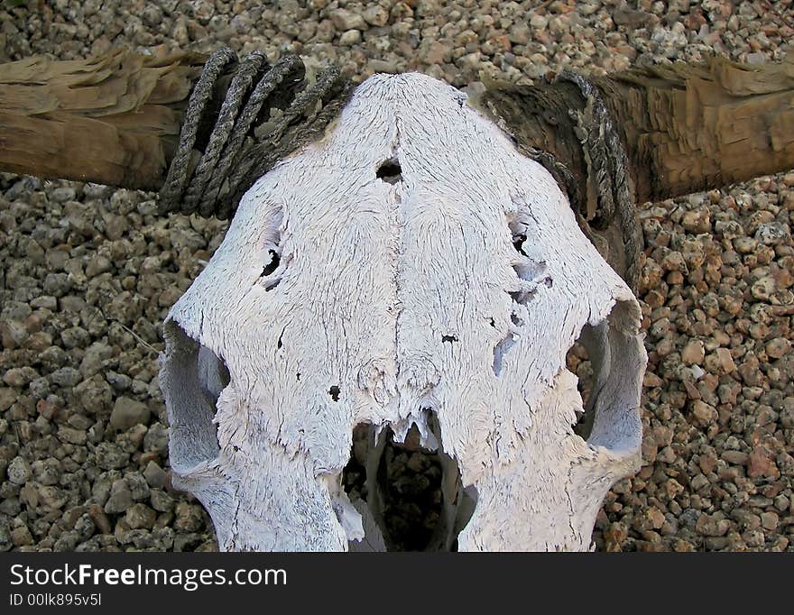 Sun bleached steer skull in phoenix garden