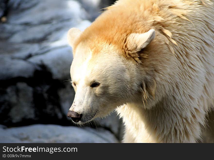 Ursus americanus,Albino black