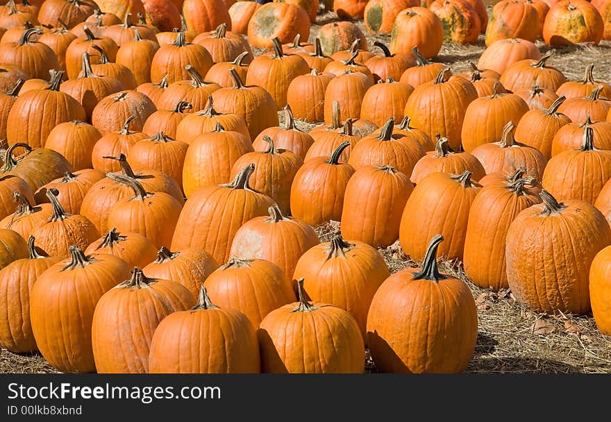 Pumpkins lined up for sale at a New York pumpkin patch.