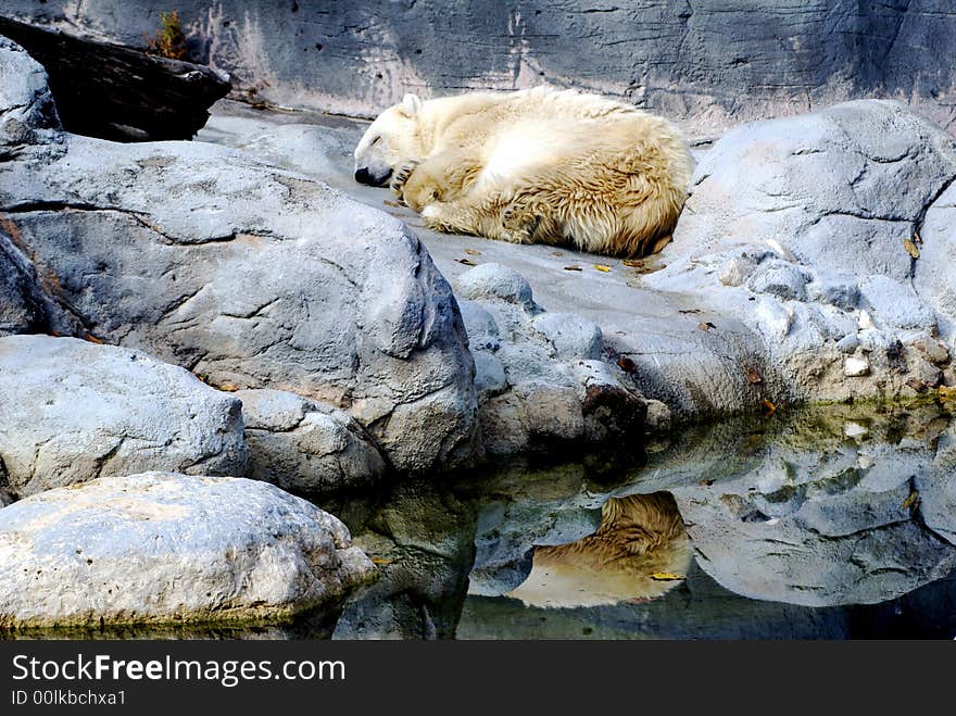 Sleeping Polar Bear