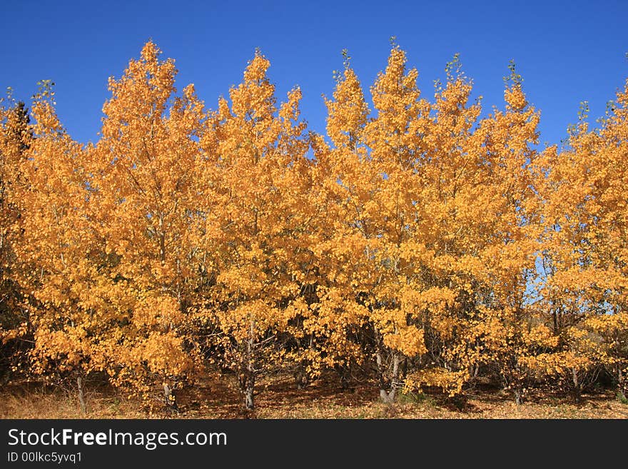 Small grove of golden Yellow trees in Autumn. Small grove of golden Yellow trees in Autumn.