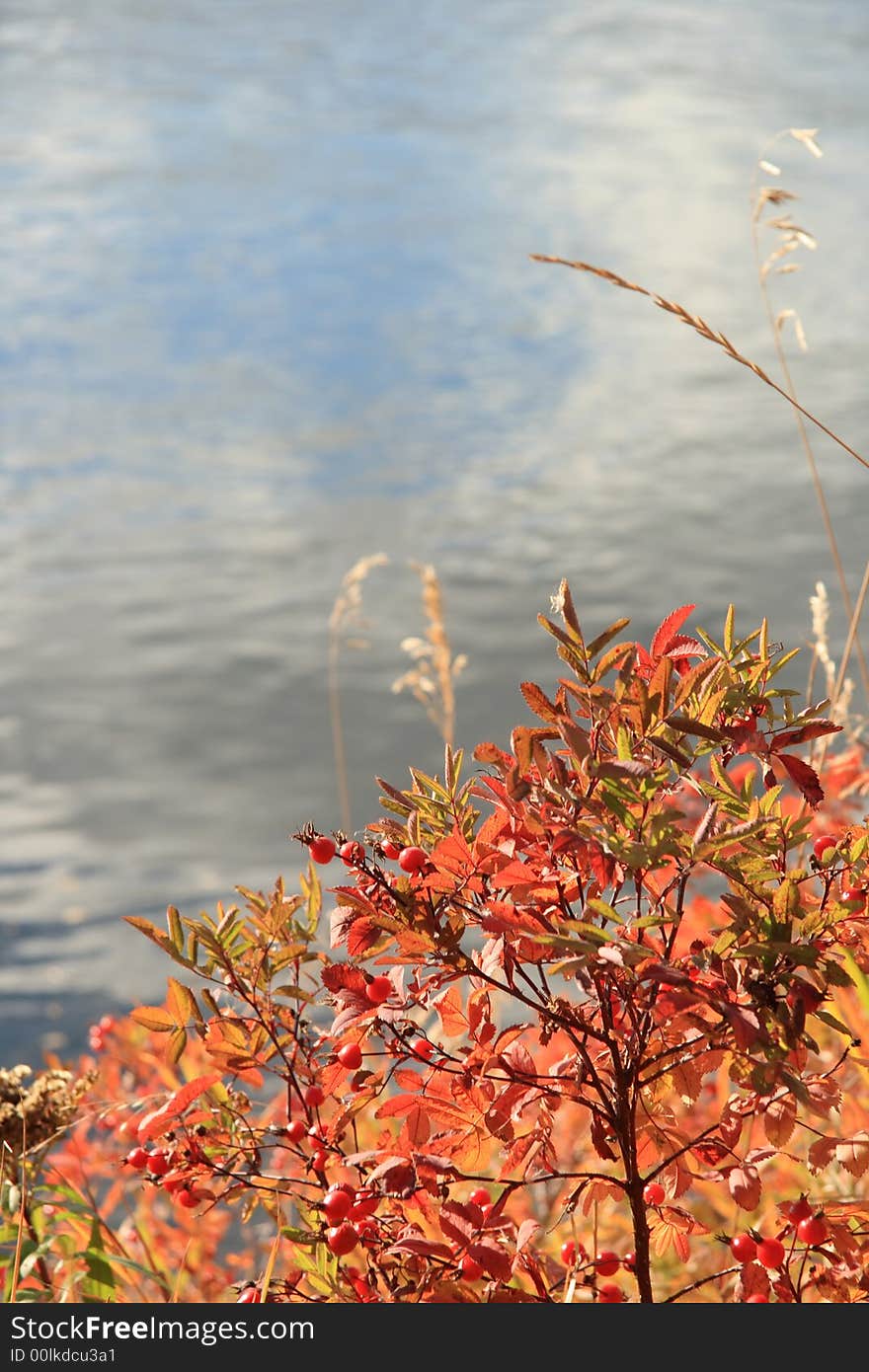 Autumn Berries