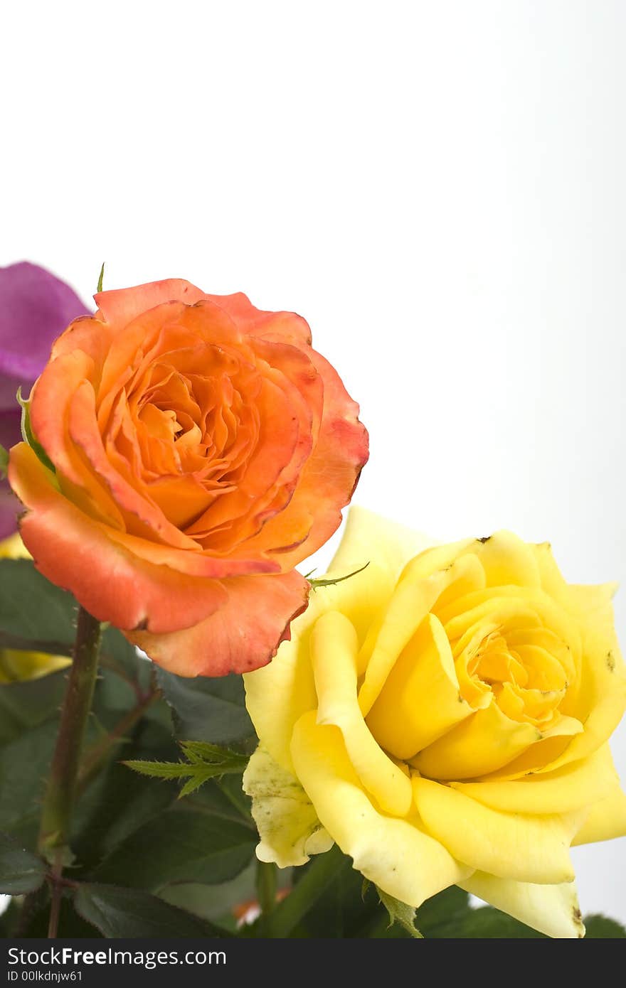 Yellow and orange roses on white background