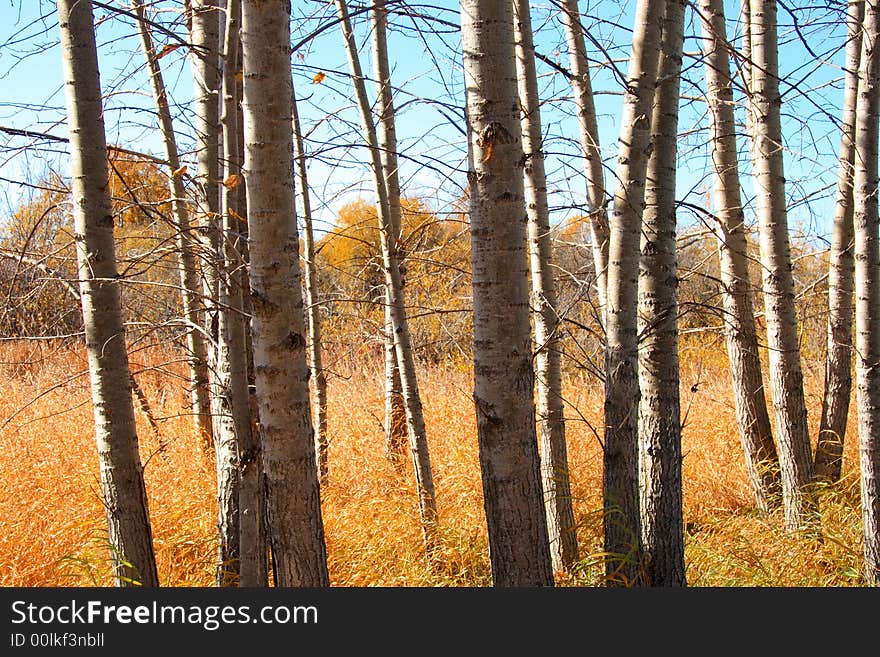 Forest of bare trees in golden Autumn colors. Forest of bare trees in golden Autumn colors.