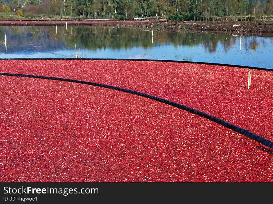 Cranberry bog in harvesting season