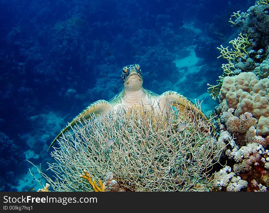 Turtle sitting on coral